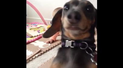 I’m Ready For My Close-Up, This Dog Certainly Loves The Limelight