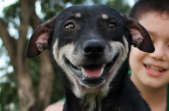 Nine-Year-Old Boy Creates Makeshift Animal Shelter To Help Stray Dogs