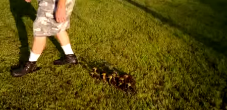 VIDEO: This Man Has His Very Own Entourage… Of Ducklings