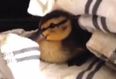 VIDEO: Duckling Reunited With Family After Cat Brings It Home