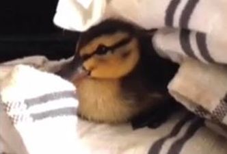 VIDEO: Duckling Reunited With Family After Cat Brings It Home