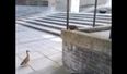 Watch These Little Ducks Take A Leap Of Faith On UCD Campus