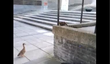 Watch These Little Ducks Take A Leap Of Faith On UCD Campus