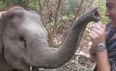 VIDEO: Baby Elephant Dances With Tourist