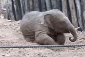 VIDEO: Baby Elephant Just Loves Playing In The Sand