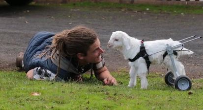 Frostie The Goat Given A Chance To Walk Thanks To This Mini-Wheelchair