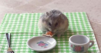 VIDEO – Your Friday Aww, Tiny Hamster Eating A Tiny Pizza