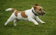Humans Need Not Apply… This Jack Russell Has Learned To Play Catch All By Himself