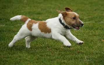 Humans Need Not Apply… This Jack Russell Has Learned To Play Catch All By Himself