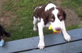 WATCH: Blind Springer Spaniel Plays Fetch… As You’ve Never Seen it Before