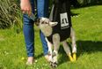 VIDEO: Wobbly Lamb Gets Help to Stand From Creative Woman With Shopping Bag