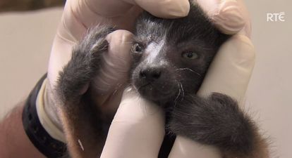 VIDEO: Dublin Zoo Welcomes Red Ruff Baby Lemurs