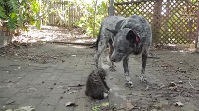 VIDEO – Max And Ralphee, Dog Befriends Disabled Rescue Kitten