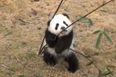 This Video Of A Panda Playing With Bamboo Is Guaranteed To Make You Smile