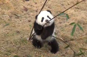 This Video Of A Panda Playing With Bamboo Is Guaranteed To Make You Smile