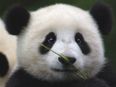 Dream Job?! Chinese Conservation Centre Seeks Panda “Nanny”