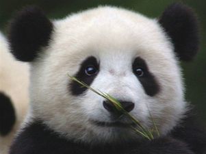 Dream Job?! Chinese Conservation Centre Seeks Panda “Nanny”