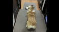 WATCH: Ah Would Ya Look? This Dog Likes To Twerk It Out Like Miley