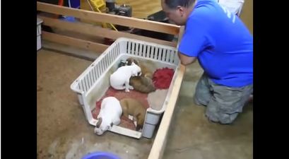 VIDEO: This Is Too Cute! Man Sings A Litter Of Puppies To Sleep