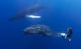 PICTURE: Diver Captures Moment He ‘Shakes Hands’ With 52ft Whale
