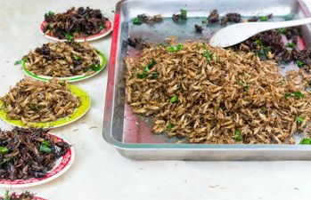 VIDEO: Grub’s Up! Here’s Why We Should All Be Eating Insects