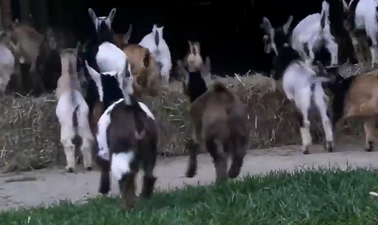WATCH: This Tribe Of Baby Goats Is The Cutest Thing You’ll See On The Internet Today