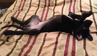 VIDEO: Thor the Puppy REALLY Doesn’t Want To Get Up