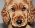 Daily Dose Of Puppies: One Adorable Twitter Account That Is Definitely Worth A Follow