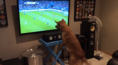 VIDEO: This Dog Enjoys Watching The World Cup More Than You Do