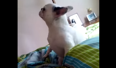 WATCH: Two French Bulldogs And A Baby Make The Most Unlikely Dance Partners Ever