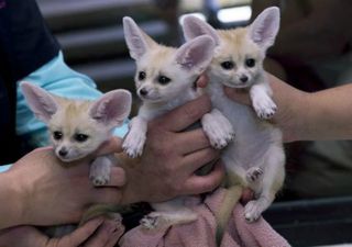 PHOTOS: Baby Fennec Foxes Are Probably the Cutest Things You’ll See Today