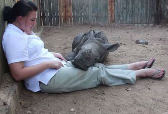 Orphaned Baby Rhino Refuses To Sleep Alone After Seeing Mother Murdered By Poachers