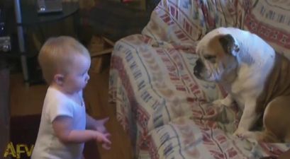 VIDEO – This Baby Has A Really Valid Point To Make And She Wants Her Bulldog To Know All About It