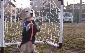VIDEO: This Cute Beagle Has Some SERIOUS Football Skills