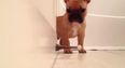 VIDEO – There’s Something Incredibly Entertaining About Watching This Bulldog Discover A Door Stopper