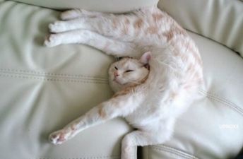 12 Cats That Forgot How To Cat