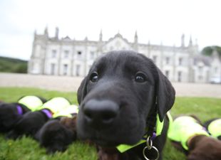 New ‘Smart Collar’ Will Text You To Let You Know If Your Dog Is Sad
