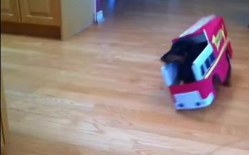 Did Somebody Call The Fire Brigade? These Doggie Firefighters Are Just Adorable