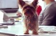 VIDEO: Why You Should Bring Your Dog To Work