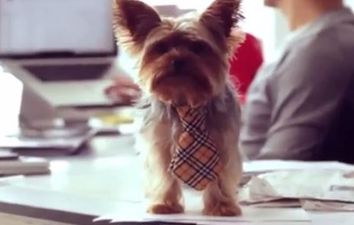 VIDEO: Why You Should Bring Your Dog To Work