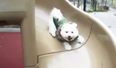 VIDEO: This Compilation Of Dogs On Slides Is Amazing