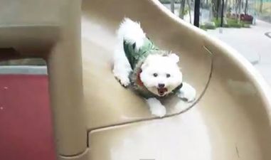 VIDEO: This Compilation Of Dogs On Slides Is Amazing