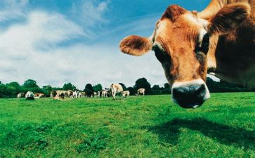 Udderly Brilliant! Rude Cow Interrupts Radio Kerry DJ During Call to Competition Winner