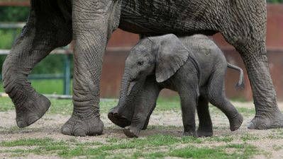 IN PICS: See This Baby Elephant Take Steps For The First Time