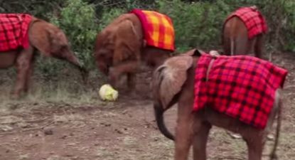 VIDEO: This Baby Elephant Soccer Team Might Be Our Favourite Thing Today!