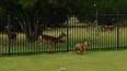 VIDEO – Thank You For Being A Friend, This Deer And Pit Bull Are Just Having The Time Of Their Lives