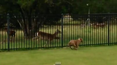 VIDEO – Thank You For Being A Friend, This Deer And Pit Bull Are Just Having The Time Of Their Lives