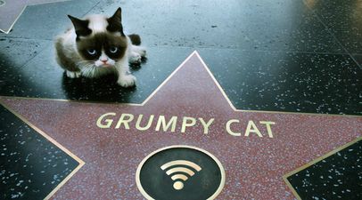 Purrrfect! 14 Of The Most Important And Influential Cats On The Internet