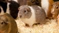 Giggity, Giggity: Randy Guinea Pig to Become Father of 400 After Infiltrating Female Pen