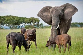 PICTURE – This Poor Elephant Is Having A Bit Of An Identity Crisis